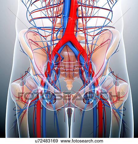 Stock Illustration - Pelvis anatomy, artwork. Fotosearch