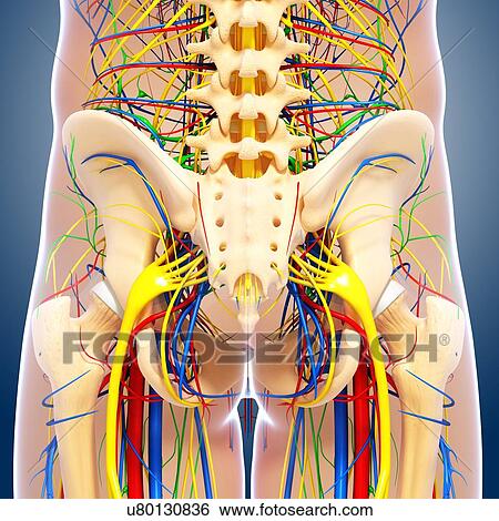 Pelvis anatomy, artwork View Large Illustration Stock Illustration - Pelvis anatomy, artwork. Fotosearch