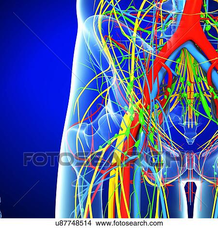 Stock Illustration - Pelvis anatomy, artwork. Fotosearch