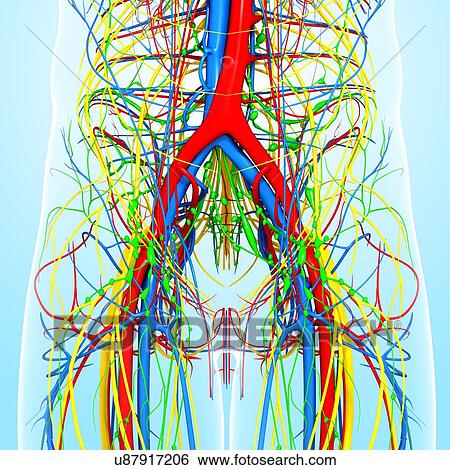 Stock Illustration - Pelvis anatomy, artwork. Fotosearch