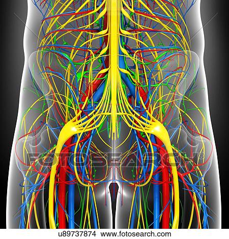 Pelvis anatomy, artwork View Large Illustration Stock Illustration - Pelvis anatomy, artwork. Fotosearch
