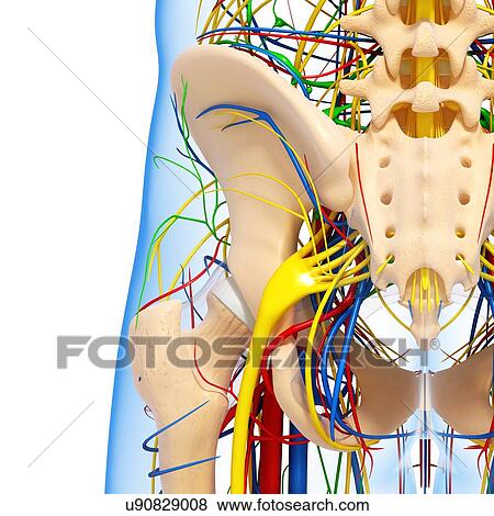Stock Illustration - Pelvis anatomy, artwork. Fotosearch