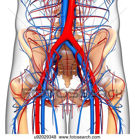 Stock Illustration - Pelvis anatomy, artwork. Fotosearch