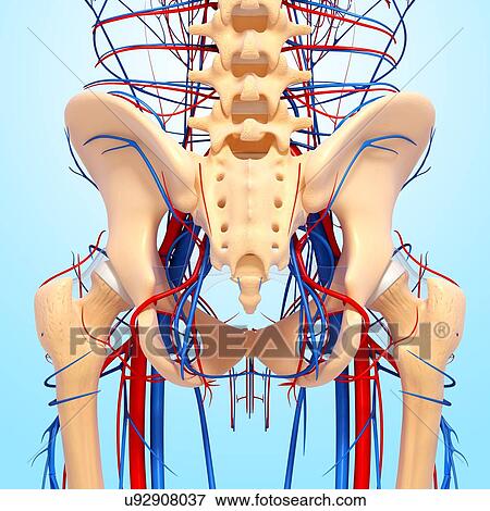 Pelvis anatomy, artwork View Large Illustration Stock Illustration - Pelvis anatomy, artwork. Fotosearch