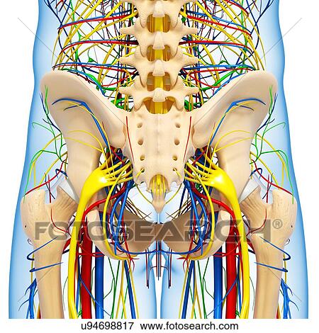 Pelvis anatomy, artwork View Large Illustration Stock Illustration - Pelvis anatomy, artwork. Fotosearch