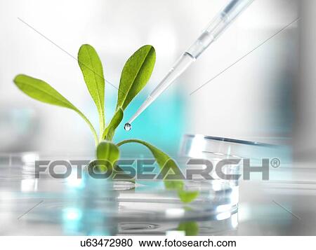 Clipart - Plant research, conceptual image. Fotosearch