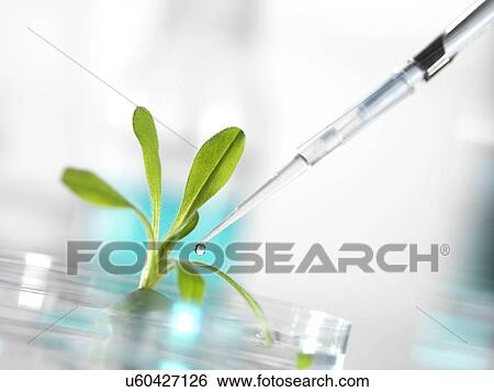 Plant research, conceptual image View Large Illustration Stock Illustration - Plant research, conceptual image. Fotosearch