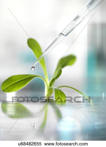 Stock Illustration - Plant research, conceptual image. Fotosearch