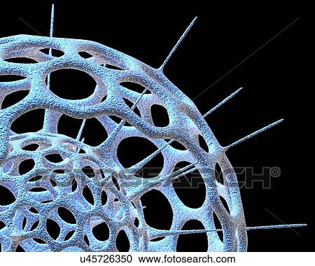 Clipart - Radiolarian skeleton, artwork. Fotosearch
