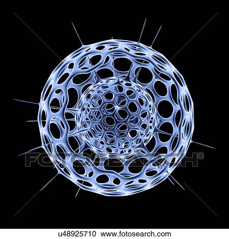 Radiolarian skeleton, artwork View Large Illustration Clipart - Radiolarian skeleton, artwork. Fotosearch