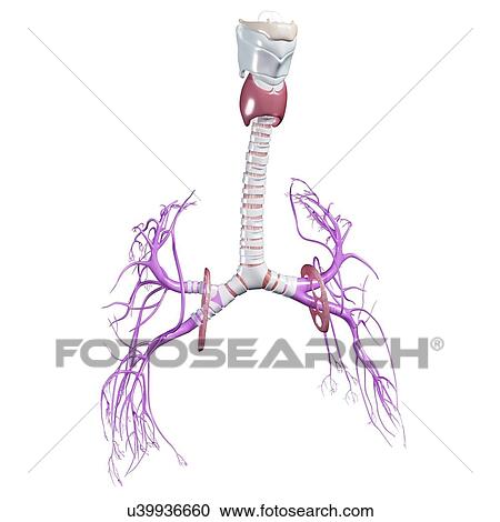 respiratory system, artwork View Large Illustration Clipart - respiratory system, artwork. Fotosearch