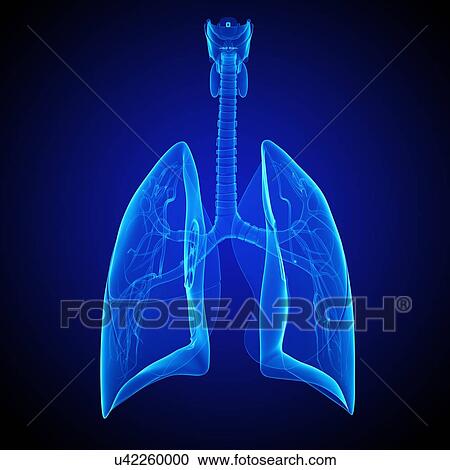Clipart - respiratory system, artwork. Fotosearch