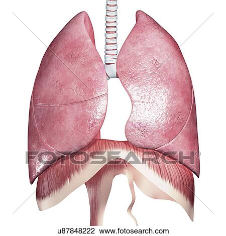 Drawing - respiratory system, artwork. Fotosearch