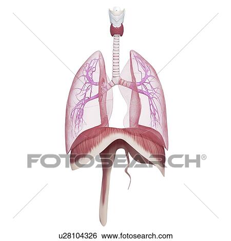 respiratory system, artwork View Large Illustration Stock Illustration - respiratory system, artwork. Fotosearch