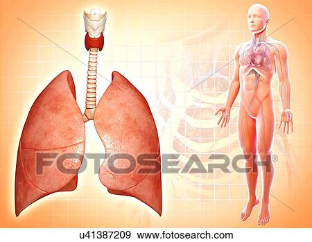 respiratory system, artwork View Large Illustration Stock Illustration - respiratory system, artwork. Fotosearch