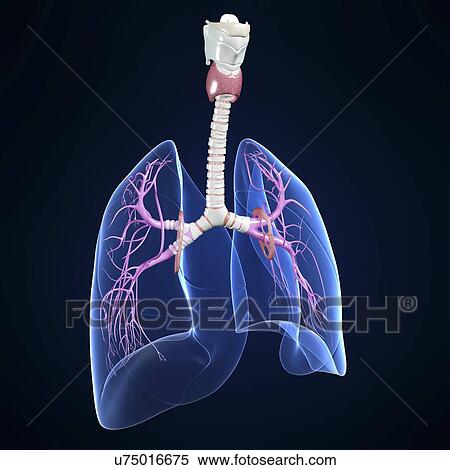Stock Illustration - respiratory system, artwork. Fotosearch