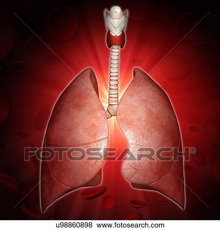 Stock Illustration - Respiratory system, artwork. Fotosearch