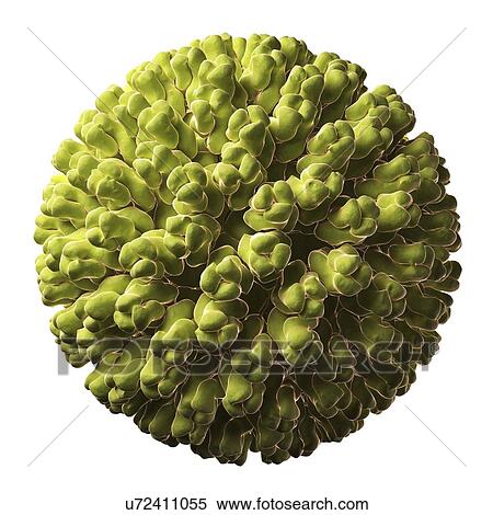 Rotavirus particle View Large Illustration Stock Illustration - Rotavirus particle. Fotosearch