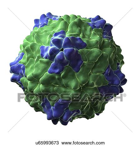 Ryegrass mottle virus particle View Large Illustration Drawing - Ryegrass mottle virus particle. Fotosearch