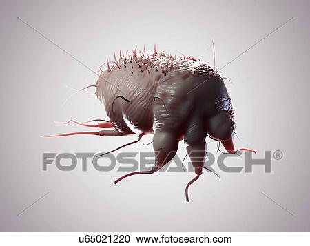 Clipart - Scabies mite, artwork. Fotosearch