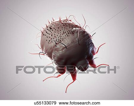 Scabies mite, artwork View Large Illustration Stock Illustration - Scabies mite, artwork. Fotosearch