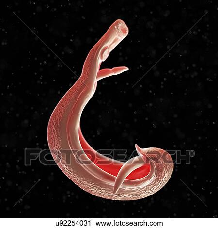 Clip Art - Schistosome fluke, artwork. Fotosearch