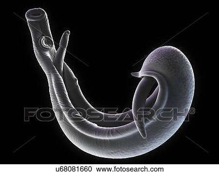 Clipart - Schistosome fluke, artwork. Fotosearch