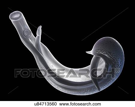 Clipart - Schistosome fluke, artwork. Fotosearch