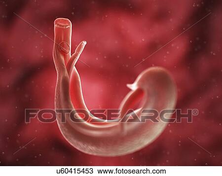 Drawing - Schistosome fluke, artwork. Fotosearch