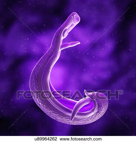 Schistosome fluke, artwork View Large Illustration Drawing - Schistosome fluke, artwork. Fotosearch