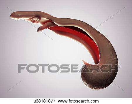 Stock Illustration - Schistosome fluke, artwork. Fotosearch