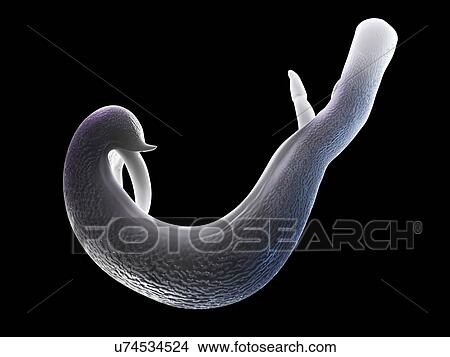 Stock Illustration - Schistosome fluke, artwork. Fotosearch