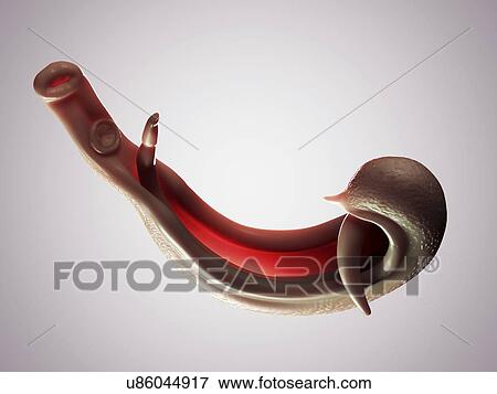 Stock Illustration - Schistosome fluke, artwork. Fotosearch