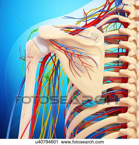 Clip Art - Shoulder anatomy, artwork. Fotosearch