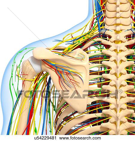 Clip Art - Shoulder anatomy, artwork. Fotosearch