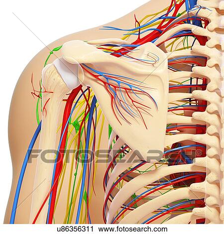 Clip Art - Shoulder anatomy, artwork. Fotosearch