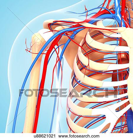 Shoulder anatomy, artwork View Large Illustration Clip Art - Shoulder anatomy, artwork. Fotosearch