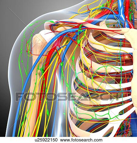 Shoulder anatomy, artwork View Large Illustration Clipart - Shoulder anatomy, artwork. Fotosearch