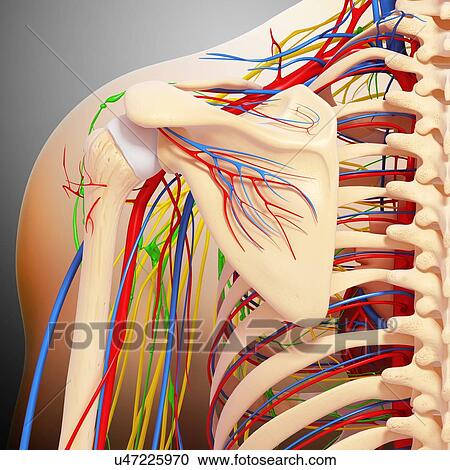 Shoulder anatomy, artwork View Large Illustration Clipart - Shoulder anatomy, artwork. Fotosearch
