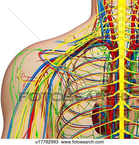 Drawing - Shoulder anatomy, artwork. Fotosearch