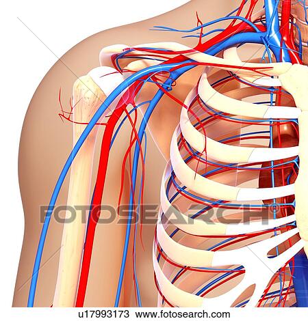 Shoulder anatomy, artwork View Large Illustration Drawing - Shoulder anatomy, artwork. Fotosearch