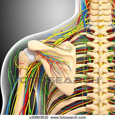 Shoulder anatomy, artwork View Large Illustration Drawing - Shoulder anatomy, artwork. Fotosearch