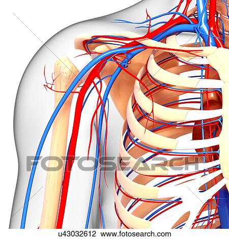 Shoulder anatomy, artwork View Large Illustration Drawing - Shoulder anatomy, artwork. Fotosearch