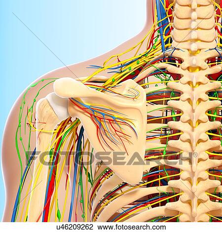 Drawing - Shoulder anatomy, artwork. Fotosearch