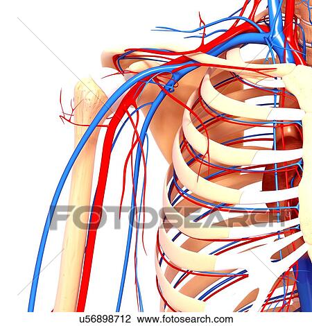 Shoulder anatomy, artwork Drawing | u56898712 | Fotosearch