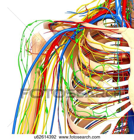 Shoulder anatomy, artwork View Large Illustration Drawing - Shoulder anatomy, artwork. Fotosearch