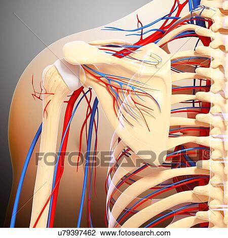 Shoulder anatomy, artwork View Large Illustration Drawing - Shoulder anatomy, artwork. Fotosearch
