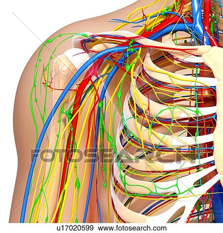 Shoulder anatomy, artwork View Large Illustration Stock Illustration - Shoulder anatomy, artwork. Fotosearch