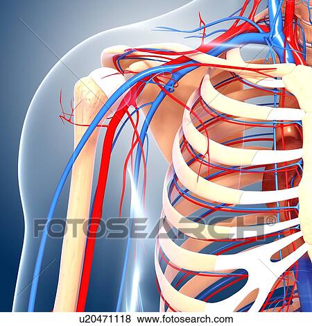 Shoulder anatomy, artwork View Large Illustration Stock Illustration - Shoulder anatomy, artwork. Fotosearch