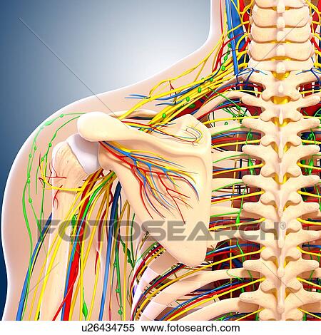 Shoulder anatomy, artwork View Large Illustration Stock Illustration - Shoulder anatomy, artwork. Fotosearch